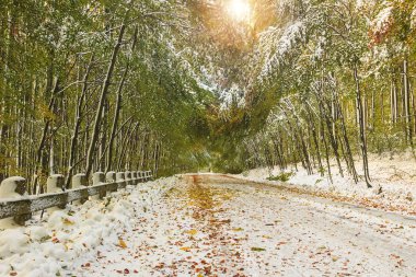 Ormanda karlı bir yol