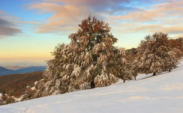 Vackert vinterlandskap i skogen — Stockfoto