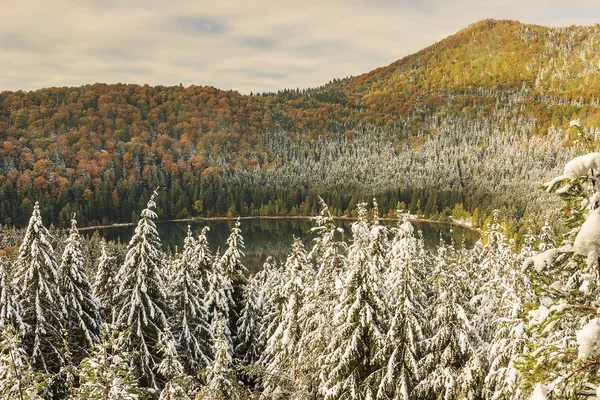 Krásné podzimní krajiny a zasněžené stromy, st anna jezero, Sedmihradsko, Rumunsko — Stock fotografie