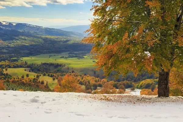 Wunderschöne Herbstlandschaft im Wald, Karpaten, Transsylvanien — Stockfoto