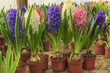 Beautiful hyacinth flower bulbs in pot clipart