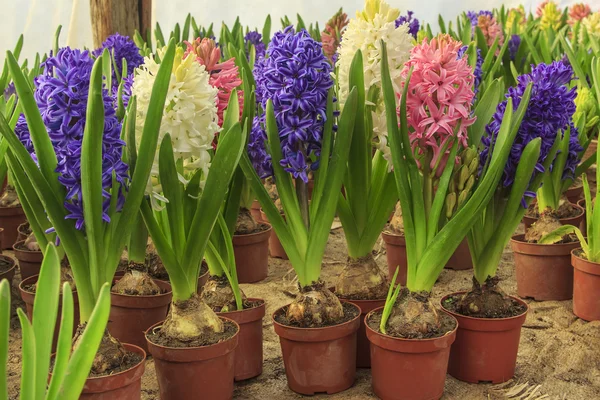 Hermosos bulbos de flores de jacinto en maceta — Foto de Stock