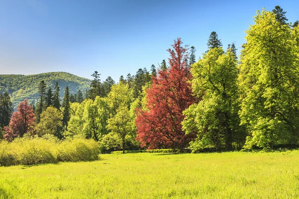 Kleurrijke bomen en groen bos — Stockfoto