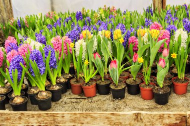 Güzel bahar çiçekleri