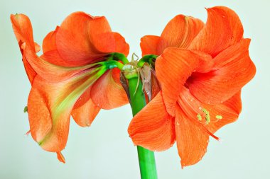 Beautiful Blossoms of orange Amaryllis flower  clipart