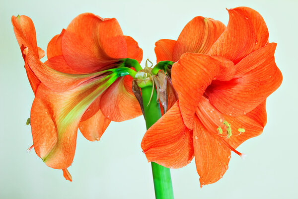 Beautiful Blossoms of orange Amaryllis flower 