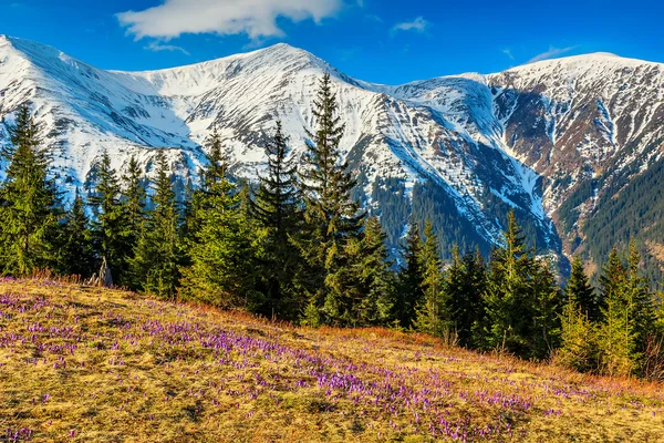 Jarní krajina v horách a fialové krokusy, fagaras, Karpaty, Rumunsko — Stock fotografie