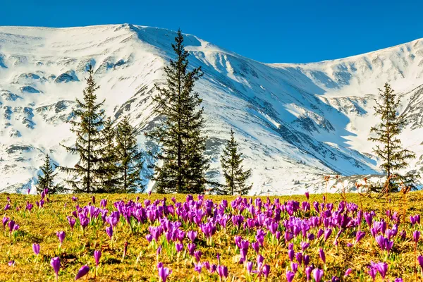 Crocus květiny ve vysokých horách a jarní krajina, fagaras, Karpaty, Rumunsko — Stock fotografie