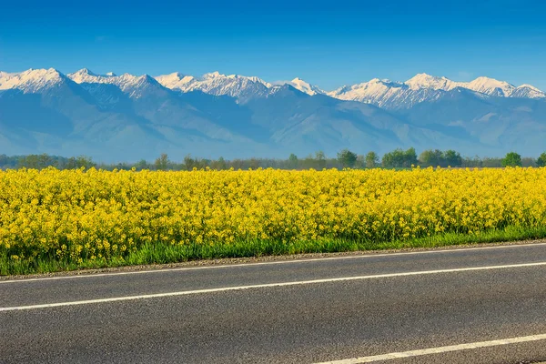 Canola field and high snowy mountains,Fagaras,Carpathians,Romania — Stock Photo, Image