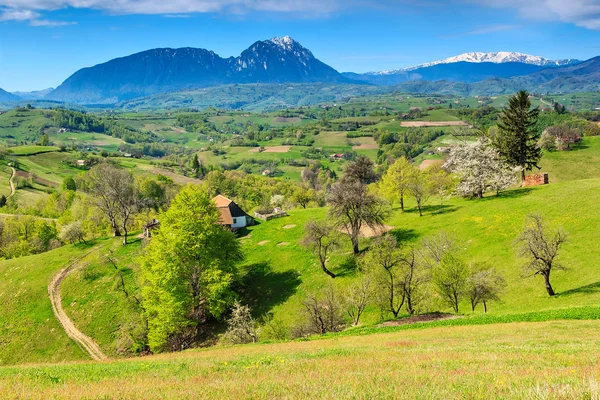 Wiosnę krajobraz i zielonych pól w Transylwanii, Rumunia — Zdjęcie stockowe