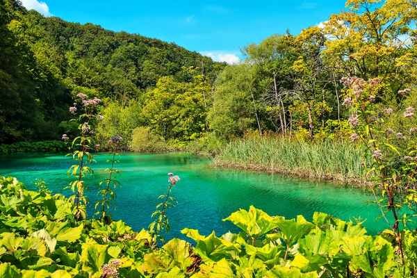 크로아티아, 유럽에서에서 플리트 비 체 호수 국립공원 — 스톡 사진