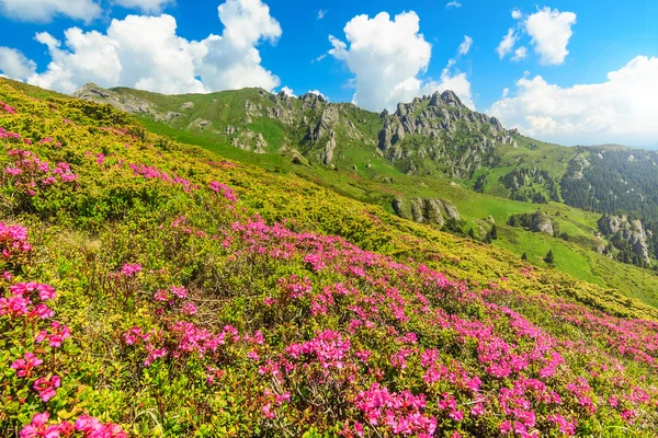 Hermosas flores de rododendro rosa en las montañas, Ciucas, Cárpatos, Rumania — Foto de Stock