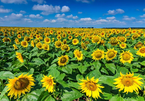 Sonnenblumenfeld und blauer Himmel, Buzias, Rumänien, Europa — Stockfoto