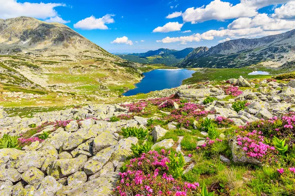 Güzel ormangülü çiçek ve bucura dağ gölleri, retezat Dağları, Romanya — Stok fotoğraf