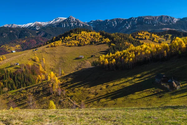 美丽的秋天风景 有农村地区和五彩缤纷的桦树林 Moieciu Sus 特兰西瓦尼亚 罗马尼亚 — 图库照片