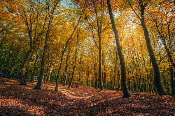 Admirable colorful autumn forest scenery. Hiking and bicycle trail covered with colorful leaves