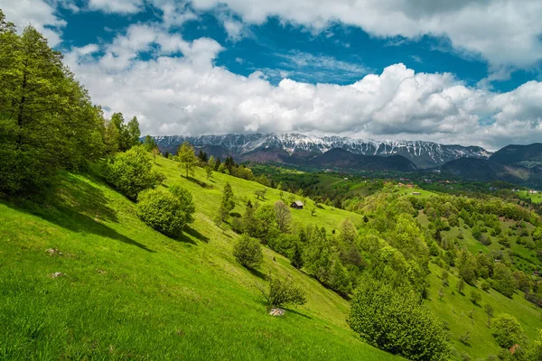 Tepelerde Yeşil Tarlalar Arka Planda Karlı Piatra Craiului Dağları Pestera — Stok fotoğraf