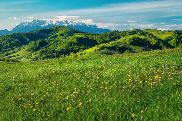 草原の黄色のタンポポと背景の壮大な雪の山 Holbav トランシルヴァニア ルーマニア ヨーロッパ — ストック写真