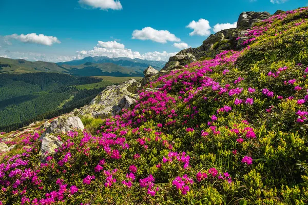 Majestuoso Paisaje Natural Verano Flores Rododendro Rosa Colores Florecientes Ladera — Foto de Stock