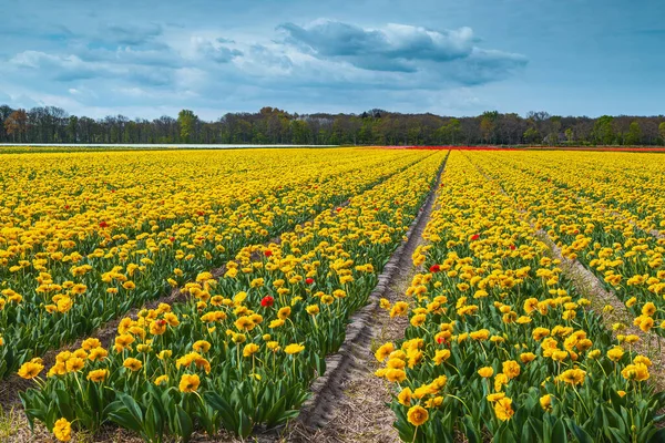 Terrenos Agrícolas Com Tulipas Amarelas Floridas Perto Leiden Países Baixos — Fotografia de Stock