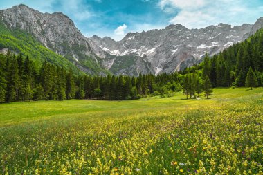 Yeşil çam ormanları ve arka planda yüksek karlı dağlar, Jezersko vadisi, Kamnik Savinja Alpleri, Slovenya, Avrupa