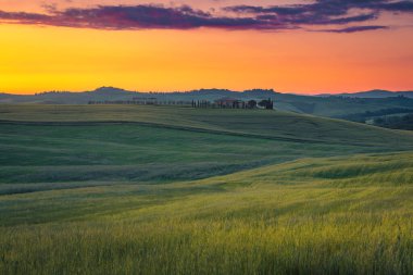 Gün batımında tepelerdeki tahıl tarlaları, Toskana, İtalya ve Avrupa 'nın huzurlu kırsal manzarası.