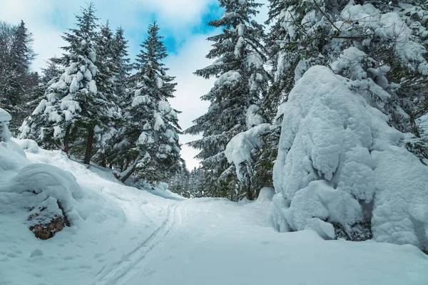 Lugnt Fruset Vinterlandskap Och Tallskog Med Snötäckta Träd Vildmark Karpaterna — Stockfoto