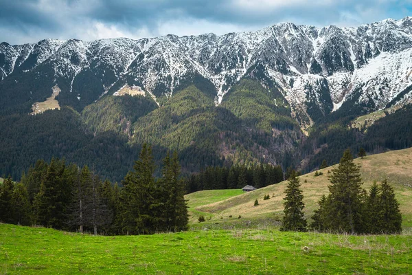 Borový Les Zelenými Poli Svazích Majestátní Zasněžené Hory Pozadí Piatra — Stock fotografie