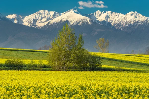 Amazing Seasonal Flowery Rapeseed Field Slopes High Snowy Mountains Background — Stock Photo, Image
