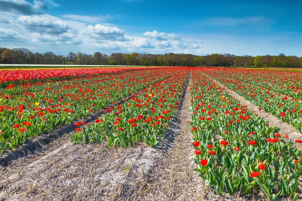 Spring Scenery Agricultural Land Flowering Red Tulips Lisse Netherlands Europe — Fotografia de Stock