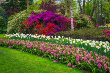 Various fresh colorful spring flowers in the famous Keukenhof garden. Stunning flower beds with hyacinths, daffodils and azaleas, Lisse, Netherlands, Europe