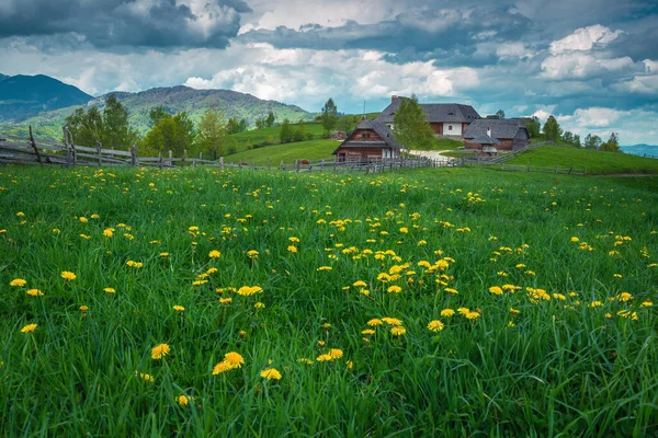 Fresh Yellow Dandelion Flowers Green Fields Cute Rural Houses Background — Zdjęcie stockowe