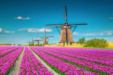 Güzel lale plantasyonu ve arka planda eski ahşap yel değirmenleri, Kinderdijk, Hollanda, Avrupa