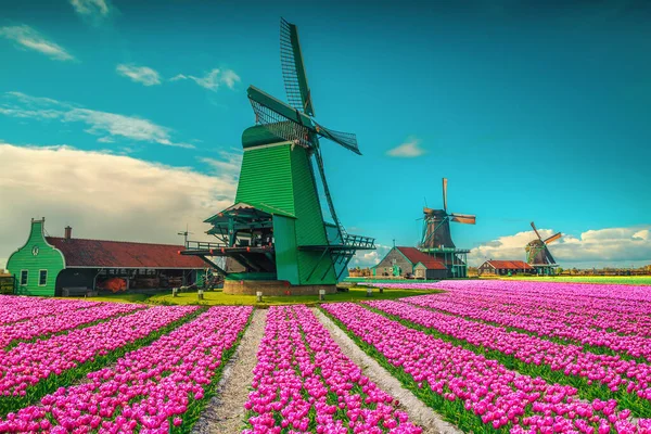 Malebná Barevná Plantáž Tulipánů Staré Dřevěné Větrné Mlýny Nizozemsku Fantastické — Stock fotografie