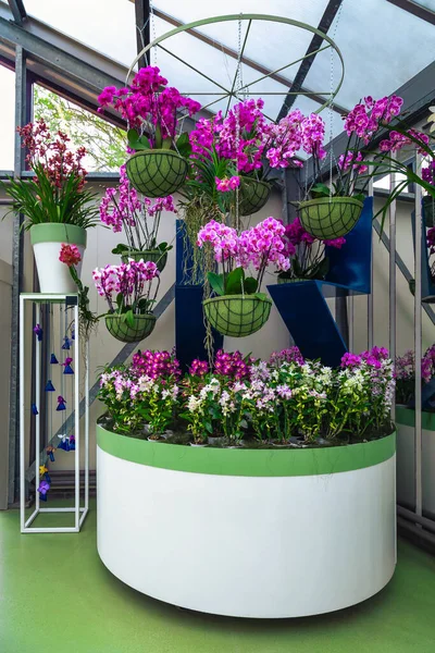Majestueuze Kleurrijke Orchidee Bloemen Stand Bloemenwinkel Bloemenexpositie Nederland Keukenhof Tuin — Stockfoto