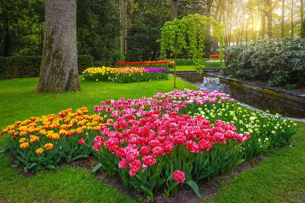 Keukenhof Jardim Decorado Com Fonte Várias Coleções Tulipas Coloridas Dos — Fotografia de Stock