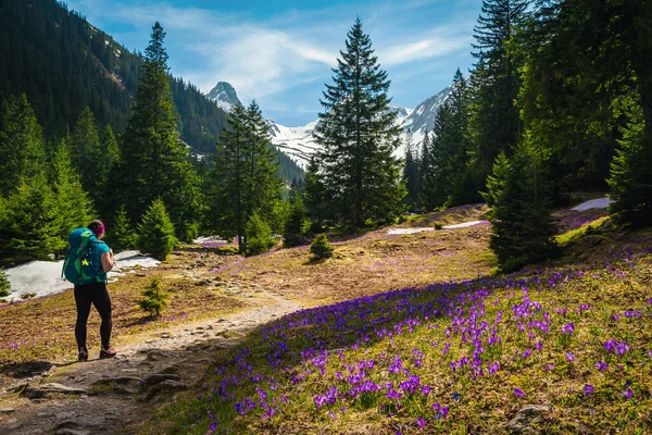 ハイキングコースで景色を楽しむバックパッカーのハイカーの女性 森のグレード ファガラスの山 カルパティア ルーマニア ヨーロッパのクロッカスの花と幻想的な春の風景 — ストック写真