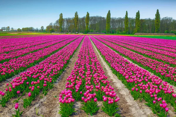 Stunning Farmland Agricultural Plantation Colorful Tulip Fields Amsterdam Netherlands Europe — Stock Photo, Image