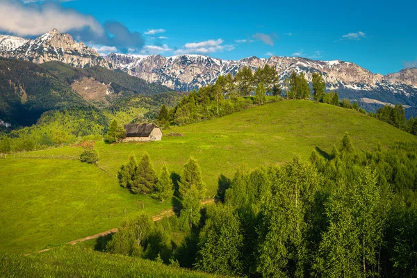 Gyönyörű Vidéki Táj Zöld Mezők Erdők Havas Hegyekkel Háttérben Bucegi — Stock Fotó