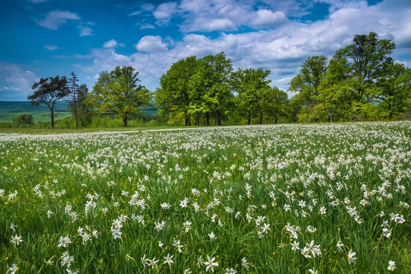 Majestic Forest Glade Blooming White Daffodil Flowers Beautiful Seasonal Flowery — Stock Photo, Image