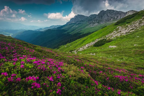 Majestätisk Sommar Landskap Blommande Färgglada Rosa Rhododendron Berg Blommor Kullen — Stockfoto