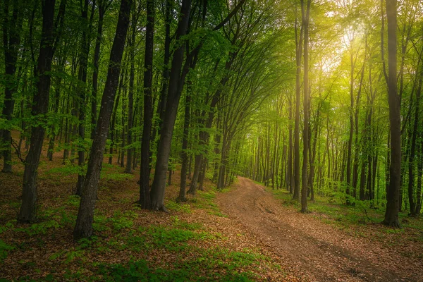 Erstaunlich Dichte Frische Frühlingswald Landschaft Und Waldstraße Mit Trockenen Bunten — Stockfoto