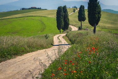 Tarım tahıl tarlaları ve dolambaçlı kırsal yol, Pienza, Toskana, İtalya, Avrupa 'nın görkemli gerçek Toskana yaz manzarası