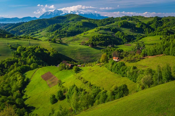 美丽的夏季风景 斜坡上有绿色的草地和农田 背景上有高山 Holbav村 罗马尼亚 — 图库照片