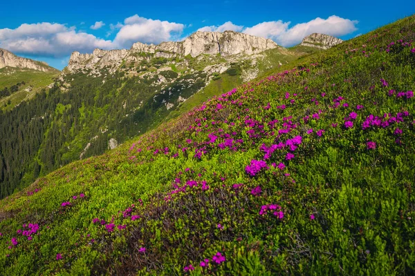 Blühende Rosa Rhododendronblüten Auf Den Hügeln Und Majestätische Alpine Sommerlandschaft — Stockfoto