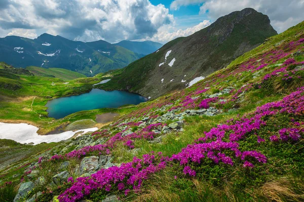 Mest Fantastiske Naturlandskapene Forsommeren Picturesque View Lake Capra Blooming Rhododendron – stockfoto