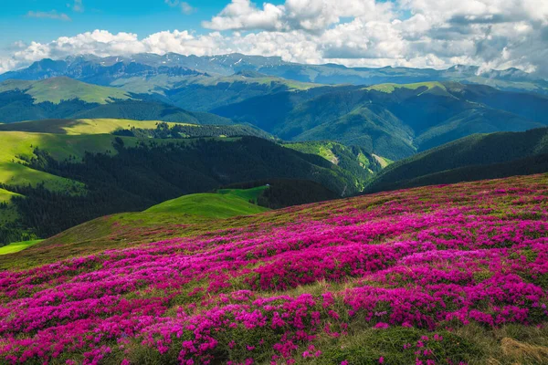 Een Van Mooiste Zomerlandschappen Met Bloeiende Seizoensgebonden Rododendron Bloemen Heuvels — Stockfoto