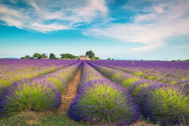 Muhteşem yaz kırsal manzarası ve harika bir yer, Provence, Valensole, Fransa, Avrupa 'daki zirai mor lavanta tarlaları