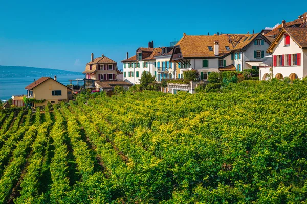 Beautiful Orderly Terraced Vineyard Lake Geneva Background Green Vine Plantation — Stock Photo, Image