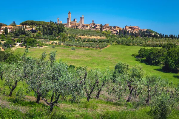 Famous San Gimignano Fantastic Towers Hill Great Cityscape Olive Plantation — Φωτογραφία Αρχείου